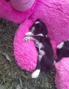 Tibeti terrier - Lexy