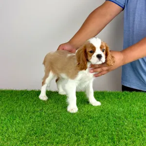 Cavalier King Charles Spaniel - Orbin