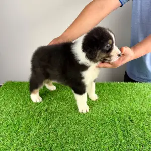 Australian Shepherd - Cash