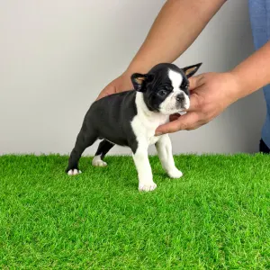 Boston Terrier - Evita