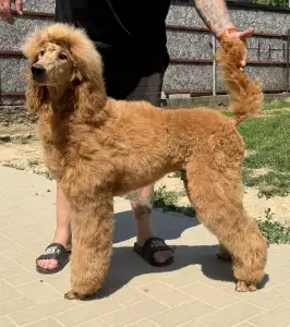 Poodle Standard - Jatt Black