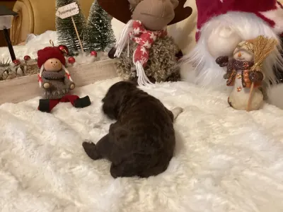 Romagna Water Dog - Bubu