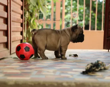 French Bulldog - Aslan