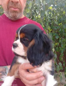 Cavalier King Charles Spaniel - Ariel