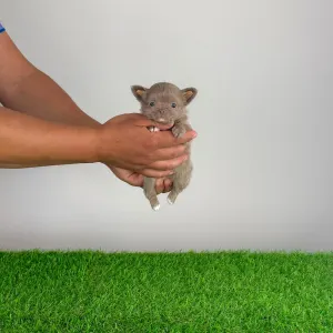 Chihuahua - Hero