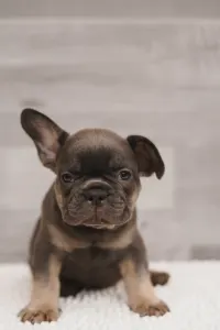 French Bulldog - Max 