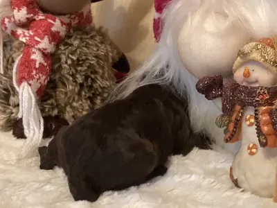 Romagna Water Dog - Bizsu