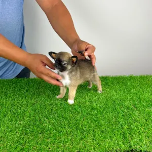Chihuahua - Kimi