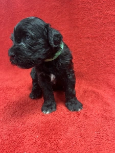 Portuguese Water Dog - Gall