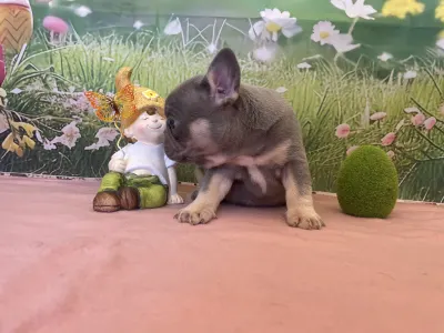 French Bulldog - Bella