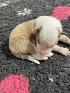 Border Collie - Aegen