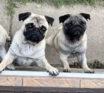 Mopsz - Cauda Anularis Phinja