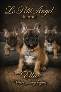 Bulldog francez - Ella