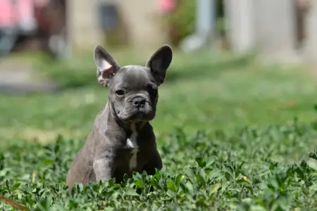 Francia bulldog - Madeleine 
