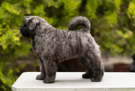 Flanders Cattle Dog - Piros