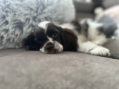 Amerikai cocker spániel - Candy Of Your Brilliand Diamond