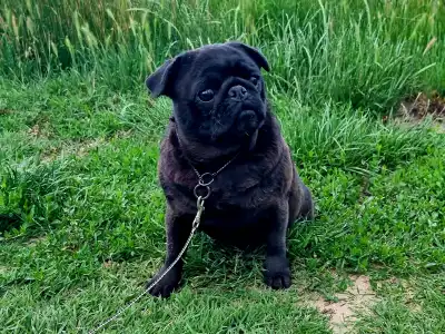 Mops - Lily