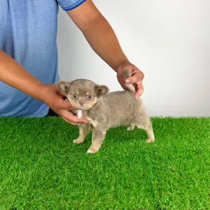 Chihuahua - Hella