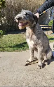 Ogar irlandez - Berry