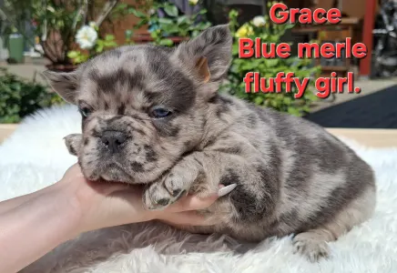 French Bulldog - Grace