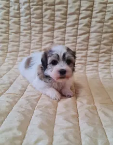 Havanese - Sabina