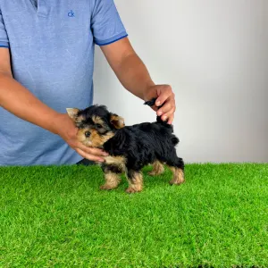 Yorkshire Terrier - Zara