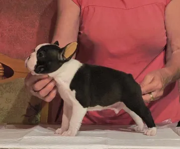 Boston Terrier - Malachi