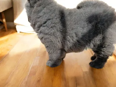 Chow Chow - La Casa De Chow Isaura