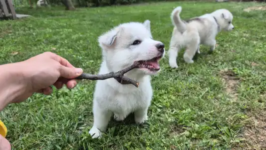 Siberian Husky - Almond Cookie š¤