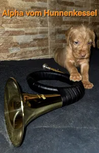 Hungarian Wire-haired Vizsla - Alpha Vom Hunnenkessel