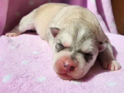 Sibiřský husky - Sadachbia Of Polar Moonlights