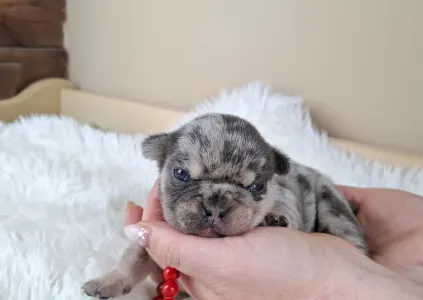 French Bulldog - Zyva