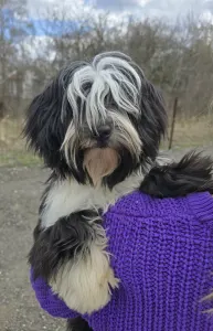 Tibeti terrier - Josephine