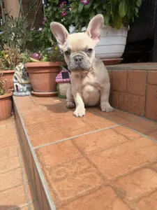Buldog francuski - Misy