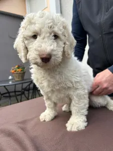 Spanischer Wasserhund - Blanco