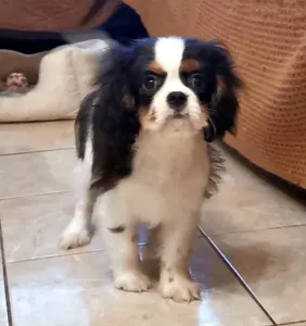 Cavalier king Charles spaniel - Xolani