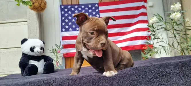 American Bully - Pocket - Csáki