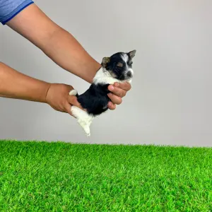 Yorkshire Terrier - Elroy