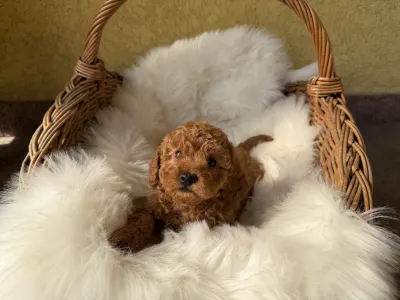 Trpasličí pudl - Goofy