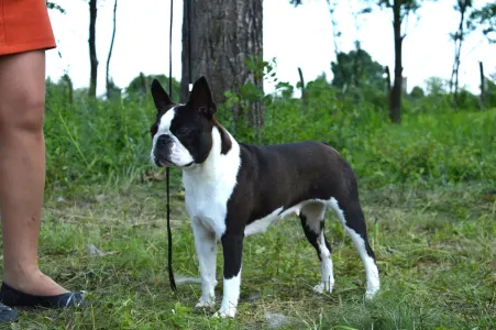 Boston Terrier - Tibet-Gyöngye