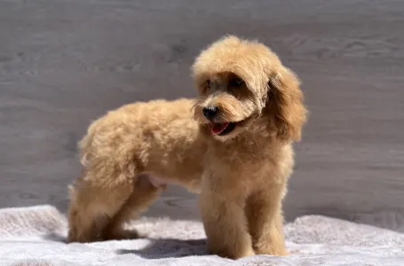 Cavapoo - Nándor
