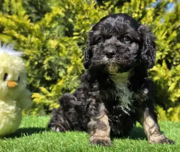Cavapoo - Robert