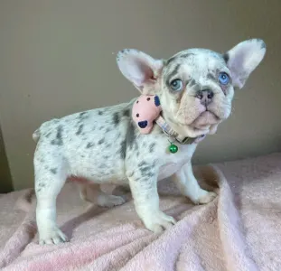 Französische Bulldogge - Elina