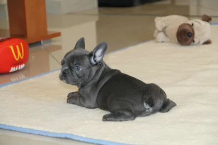 Francia bulldog - Bella