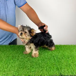 Yorkshire Terrier - Wollja