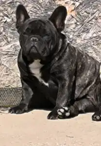 Amerikai staffordshire terrier - Christmas Dragons Kennel