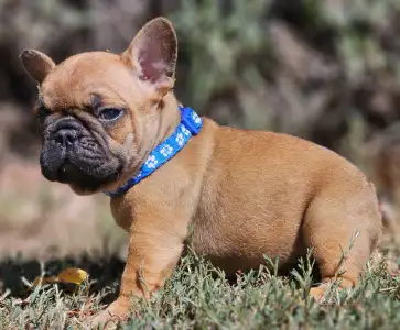 French Bulldog - Urus