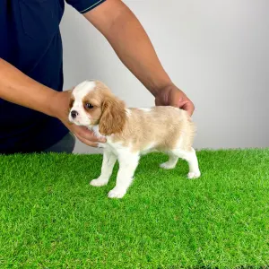 Cavalier King Charles Spaniel - Vila