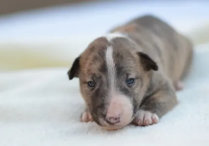 Миниатюрный бультерьер - Jake