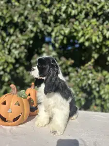 American Cocker Spaniel - Real Love